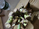 基地直发8年玫瑰老根老桩四季开花月季花苗室内阳台盆栽大花浓香 红玫瑰包对版四季开花【一颗 云南8年老桩 不含盆 实拍图