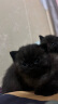 HELLOJOY猫碗狗碗宠物食盆猫咪双碗粮盆自动饮水机喝水器喂食用品 黄色 实拍图