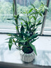 八芽小叶栀子花盆栽开花植物室内桌面茶几好养花卉绿植办公室净化空气 小叶栀子花-陶瓷竖纹盆 带盆栽好 实拍图
