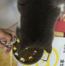 麦富迪猫粮 超肉粒冻干双拼幼猫粮免疫护肠胃 三文鱼2kg 实拍图