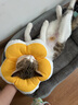 华元宠具（hoopet）猫咪伊丽莎白圈项圈宠物狗狗圈耻辱圈颈圈脖圈头套犬防舔头罩头套 实拍图
