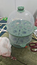 九阳（Joyoung）煮蛋器多功能智能蒸蛋器 14个蛋量 ZD14-GE140（飞泉绿） 实拍图