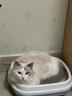 欢宠网猫玩具猫咪逗猫棒猫薄荷磨牙棒自嗨解闷神器磨牙猫猫小猫幼猫宠物 实拍图