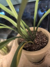 劉閣蘭花四季素心大凤素夏带花苞出售有香味的花苗室内阳台绿植物花卉盆栽 3苗连体裸根 实拍图