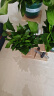 双盟绿萝盆栽除甲醛花卉绿植办公室新房净化空气180加仑4盆装源头直发 实拍图
