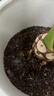 美乐棵 天南星科营养土养花花肥园艺种植土花土肥料盆栽绿植专用土壤8L 实拍图