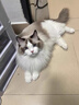 USPET猫咪专用化毛膏幼猫成猫化毛排毛调理肠胃免疫力补充营养1支*120g 实拍图