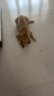 纽冠冻干狗粮40斤成犬幼犬金毛边牧中大型犬柯基柴犬通用全价20kg大包 实拍图