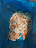 美加佳熟冻北极甜虾腹籽净重3斤 90/120规格   熟冻甜虾 海鲜水产 实拍图