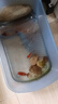 【低至1.5元/袋】金鱼饲料鱼食颗粒通用锦鲤鱼饲料粮上浮型观赏鱼 SIS0金鱼锦鲤饲料20g*3袋 实拍图