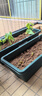原起点长方形霍伦种菜盆60cm特大种花盆阳台种菜神器长条蔬菜草莓种植盆 橄榄绿2个装【送自吸水网】 实拍图