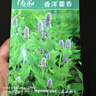 寿禾藿香种子种苗食用香草家庭阳台种植 潍丰香洋藿香种子2000粒 实拍图