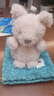 Jellycat小猪可爱公仔动物毛绒玩偶小玩偶送礼娃娃生日婚礼礼物 粉红色 Little 实拍图