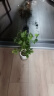 绿有意绿植盆栽多肉花卉盆栽植物室内桌面水培绿植办公室客厅植物懒人 清香3盆】栀子花+九里香+茉莉花 实拍图