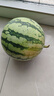 正宗南汇8424西瓜皮薄汁多现摘现发4.5斤-12斤 单果4斤-8斤 4斤-5.5斤带箱重量 实拍图
