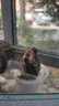 味当家猫咪零食猫条100支桶装成猫幼猫鲜肉猫零食湿粮猫罐头混合口味  实拍图