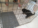 腆宠狗笼猫笼 狗笼子中小型犬带厕所幼犬狗窝猫笼子大号家用围栏兔笼 实拍图