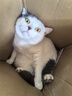 佩玛思特PetMaster深海鱼猫粮室内美毛及理想体态成猫粮2kg 实拍图