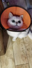 普安特宠物猫咪眼药水狗狗硫酸新霉素滴眼液结膜炎流眼泪消炎杀菌贝朗明 实拍图