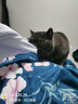 Orijen渴望猫粮 成猫幼猫干粮 六种鱼肉无谷全价通用进口5.4kg效期26/5 实拍图