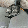 素力高（SolidGold）【美毛升级款】进口鲜肉高蛋白鳕鱼鱼油美毛猫粮12磅5.44/kg 实拍图