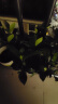 开时果 四季草莓苗奶油红颜草莓秧 阳台种植当年结果新苗带土果苗盆栽 【活动款】奶油（3盆）+双色盆 草莓基地-原土原盆直发 实拍图