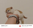 梵都宠舍狗窝垫子睡垫加厚加绒可水洗猫床垫冬季保暖猫咪睡觉用垫子大号 实拍图