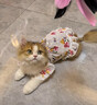 阿莫尔猫咪衣服夏季薄款网纱飞袖裙可牵引金渐层布偶幼猫宠物狗狗防掉毛 蘑菇飞袖裙 S(建议3-5斤具体参考胸围背长) 实拍图