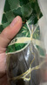 诸老大 粽子 中华老字号 洗沙粽 780g 端午节湖州散装真空豆沙甜粽子 实拍图