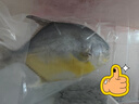 恒兴食品 原条金鲳鱼2斤 4条装 BAP认证海鲜生鲜深海鱼火锅食材  实拍图