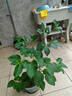 洁丽雅（Grace）居家差旅便携一次性洗脸巾珍珠纹绵柔毛巾3包 20*20cm 90抽/包 实拍图