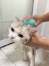 REICHOLD英国狗狗沐浴露宠物药浴香波猫咪沐浴露真籣止痒护毛狗癣皮肤护理 实拍图