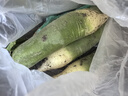 京地达山东潍县萝卜 净重5斤 中果 水果萝卜青萝卜蔬菜源头直发包邮 实拍图