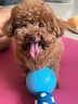 红狗钙片200片*2瓶 宠物钙狗狗钙片猫咪狗狗关节幼犬老年犬发育宝骨骼 实拍图