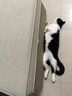 皇家室内成猫粮 I27 通用粮 12月以上 4.5KG 实拍图
