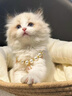 【纯种】布偶猫仙女猫海双蓝双山双长毛猫蓝眼睛小猫咪幼崽猫活体 宠物级 【更多幼猫】联系客服挑选 公 实拍图