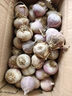 志褚独头蒜大蒜头 2024云南大理紫皮独蒜 精品新鲜现挖湿蒜 3斤装【大果3.0-3.5cm】 实拍图