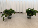 双盟绿萝盆栽除甲醛花卉绿植办公室新房净化空气180加仑4盆装源头直发 实拍图