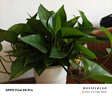 双盟绿萝盆栽除甲醛花卉绿植办公室新房净化空气180白横纹4盆源头直发 实拍图