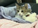 皇家（ROYAL CANIN）猫粮 幼猫猫粮 幼猫奶糕 K36 通用粮 4-12月 4.5KG*2 实拍图
