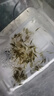 云峰海瑞黑壳虾清洁虾观赏虾 鱼缸水族箱水草缸清洁除藻淡水 【清洁大师】150只/组+50只损耗 实拍图