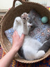 愛肯拿（ACANA）猫粮 海洋盛宴成猫幼猫粮 全价无谷原装进口鱼肉粮1.8kg效期26/4 实拍图
