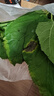 蚕菇凉 新鲜桑叶【当天发货】现摘嫩桑叶大小蚕宝宝食物纯叶片农家自种 桑叶200克【买2送1】 实拍图