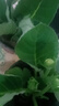重瓣大岩桐花苗富贵芙蓉花卉室内观赏盆栽带花苞基地直发四季开花 两盆【颜色自选】约15-20cm高 带盆栽好 实拍图