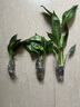 懒人水培绿植九里香绿萝文竹室内易养净化空气花卉盆栽植物花卉 白掌1颗【不含盆】土培水培皆可15-20cm 实拍图