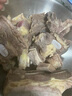 澳纽宝 新西兰原切牛肉卷1斤 涮火锅食材 生鲜牛肉 实拍图