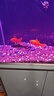 森森（SUNSUN）大型鱼缸底过滤水族箱客厅家用落地玻璃生态金鱼缸 【实时温显+灯控】珍珠白 0.8米长35cm宽 实拍图