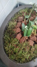 花大师青苔水苔蝴蝶兰专用土干苔藓兰花营养土植料盆栽铺面天然种植透气 特优青苔2斤 同品质 散开60升 晒单实拍图