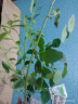 种菜果树植物通用复合肥肥料有机肥绿植花卉浓缩营养液营养土椰砖 复合肥1袋 实拍图