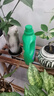 德沃多肥料植物营养液通用型花肥料绿萝发财树富贵竹多肉月季水培绿植花卉肥 营养液2.5L一瓶 实拍图